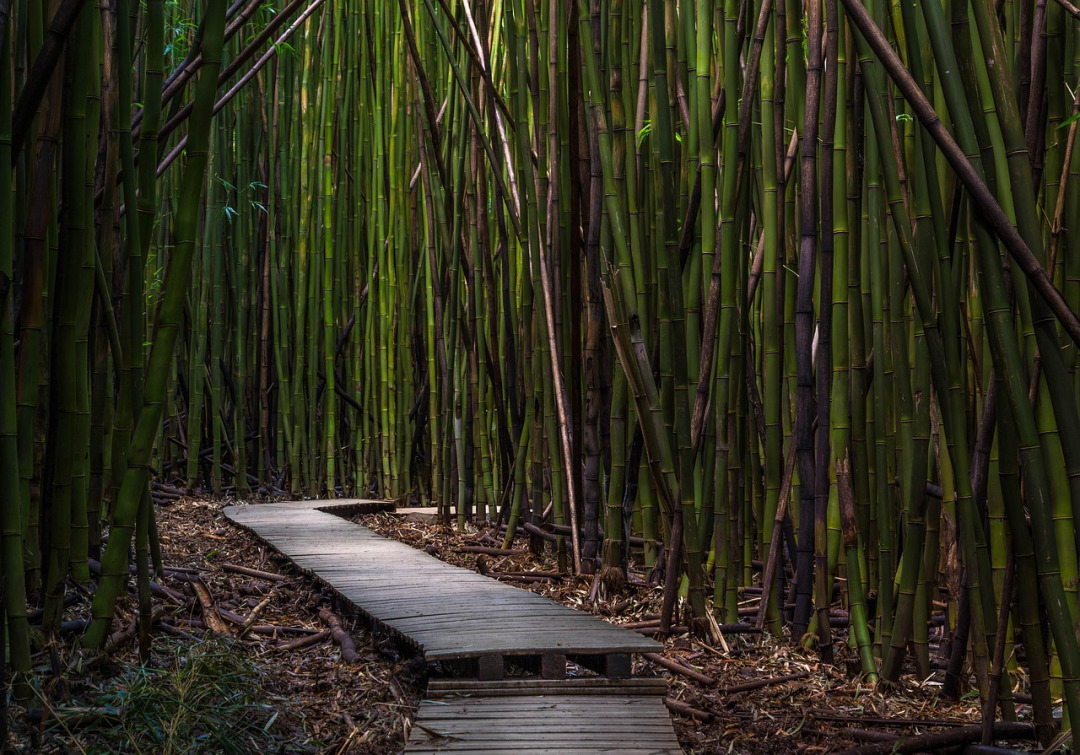 bamboo forest tranquility